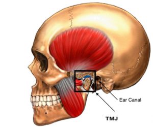 TMJ Massage In York Anatomy