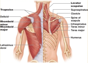 Neck And Shoulders muscle anatomy invovled in sports massage