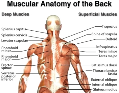 Back Massage Anatomy - Massage In York