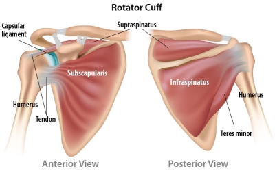 Rotator Cuff Shoulder Pain - Massage In York