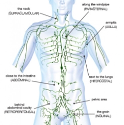 Boost Your Immune System Massage In York Lymphatic System Diagram