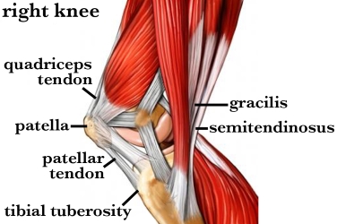 Anatomy For Knee Pain Massage In York
