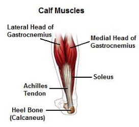 Muscles Of Calf Pain Massage In York