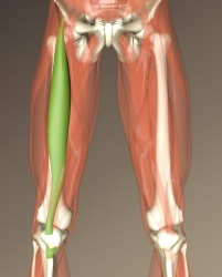 Muscles To Massage In The Hip Flexors Rectus Femoris