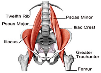 Muscles To Massage In The Hip Flexors