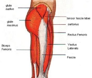 Hip Pain After Horse Riding Anatomy