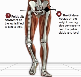 Gluteus Medius Use When Walking