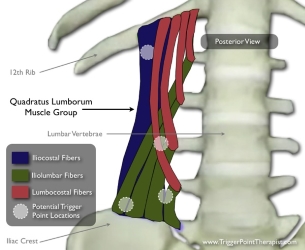 QL Link To Gluteus Medius