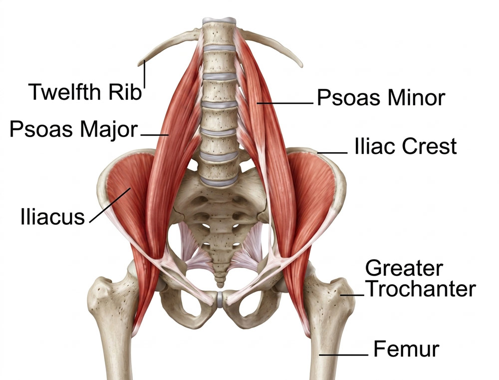 Structural diagram highlighting the iliopsoas muscle group (psoas major and iliacus), the deep structural hip flexors treated during mobile deep tissue massage sessions in York.