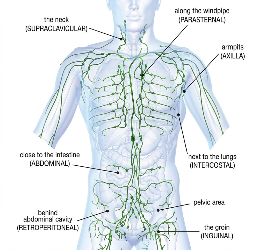 Anatomical diagram of human lymphatic nodes and vessels stimulated through immune system massage therapy in York.