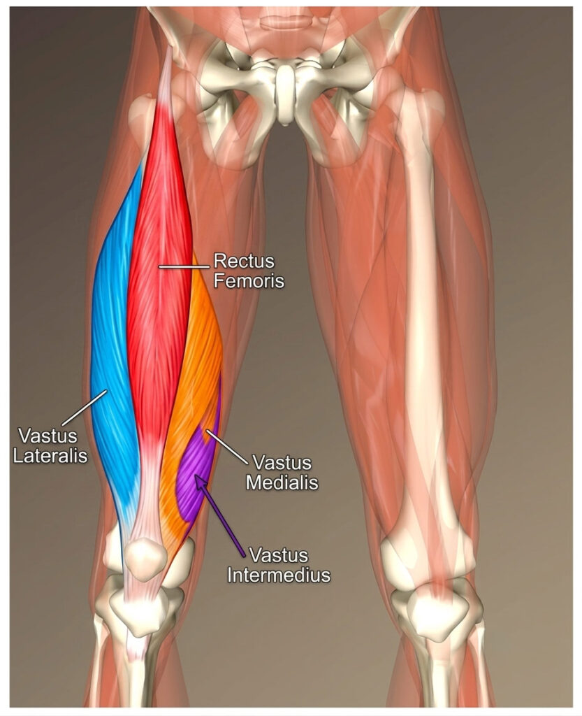Diagram showing the rectus femoris muscle of the quadriceps, a key hip flexor targeted during mobile sports and remedial massage therapy sessions in York.