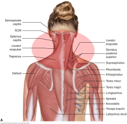 muscle anatomy for neck pain