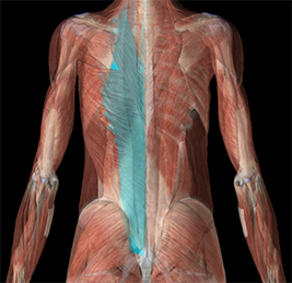 erector spinae muscle shown as part of a sports massage for lower back pain
