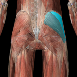 gluteus medius muscle shown as part of a sports massage for lower back pain