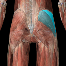 https://www.massageinyork.co.uk/wp-content/uploads/2022/06/gluteus-medius-anatomy.png