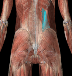 QL muscle shown as part of a sports massage for lower back pain

