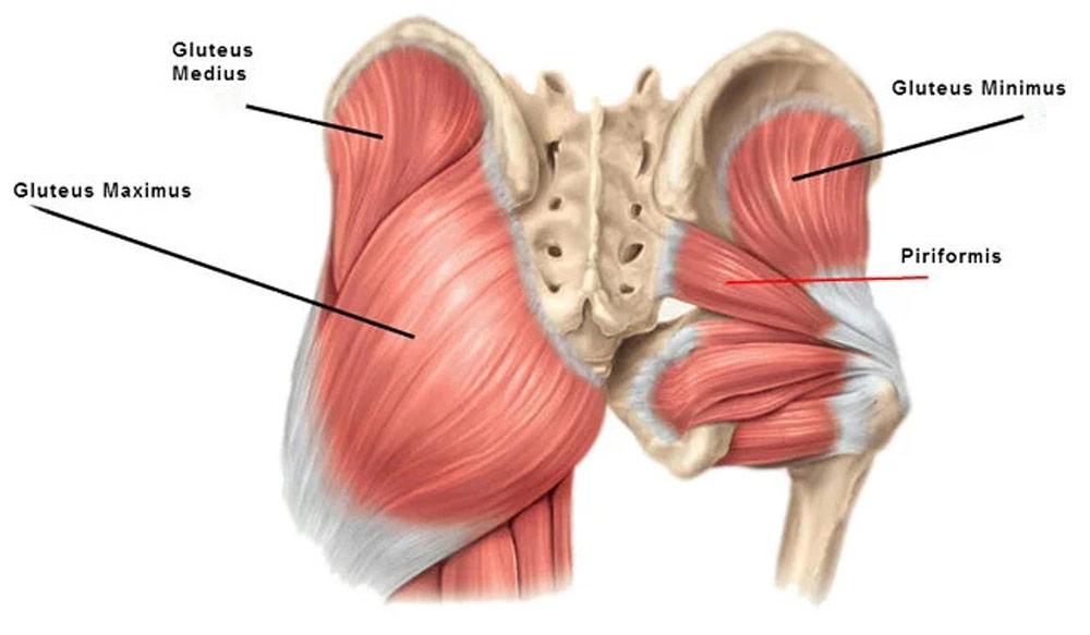 Anatomical diagram of the pelvis showing the gluteus maximus, medius, minimus, and piriformis muscles, which frequently become tight, fatigued, or compressed from horse riding.