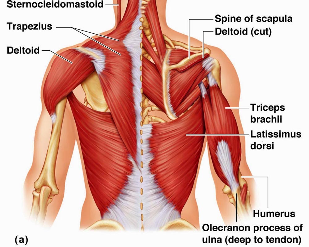 Anatomical diagram of neck and shoulder muscles, including the trapezius and levator scapulae, used in clinical sports massage in York.
