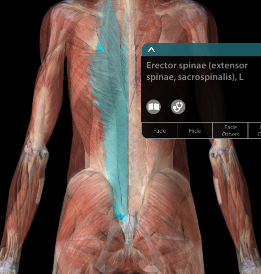 3D anatomical diagram highlighting the erector spinae muscle group, illustrating the clinical focus of remedial massage therapy in York.