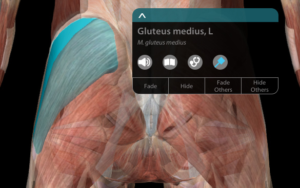 Anatomical 3D diagram highlighting the gluteus medius muscle, illustrating its role in pelvic stability and lower back pain relief through remedial massage in York.