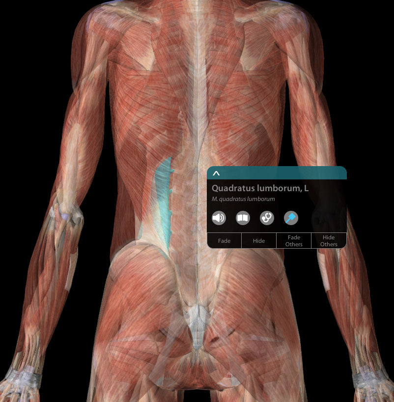 Anatomical diagram of the Quadratus Lumborum (QL) muscle, a key area for lower back pain relief through sports and remedial massage in York.