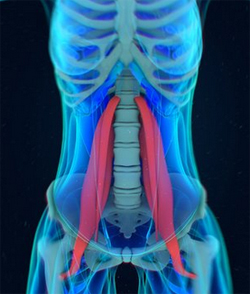 Shows how tight iliopsoas and back pain are related