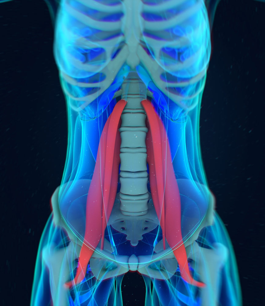 Anatomical diagram of the iliopsoas muscle connecting the lower spine to the hips, a common cause of lower back pain.